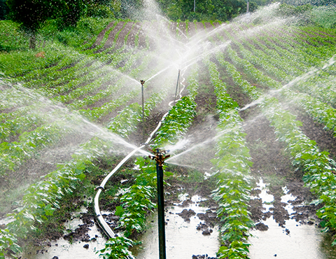 Buy Online Best Water Sprinkler in Nagaland